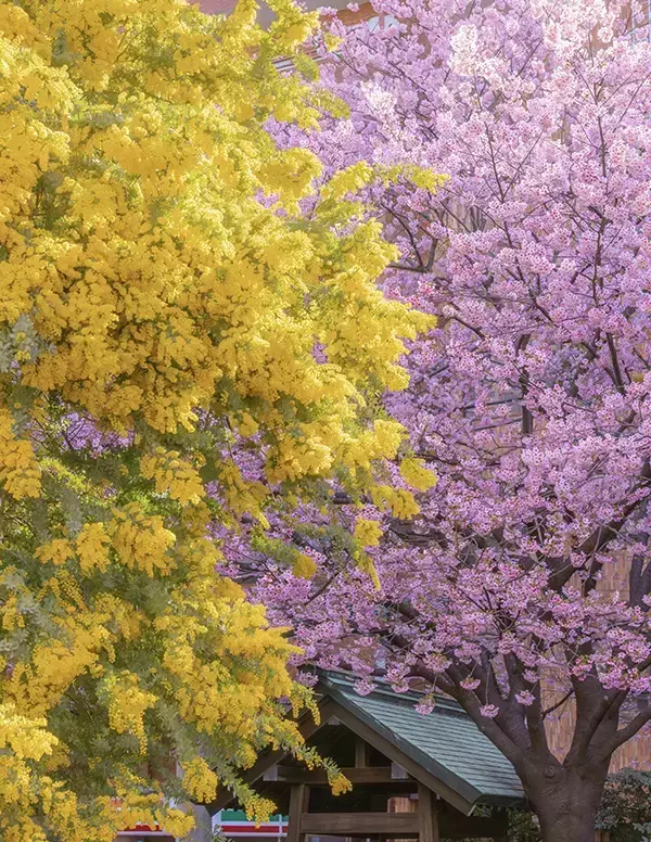 美しい共演が生み出した『日本の春』　神社での光景に「立ち止まってしまいそう」「まさに春爛漫」