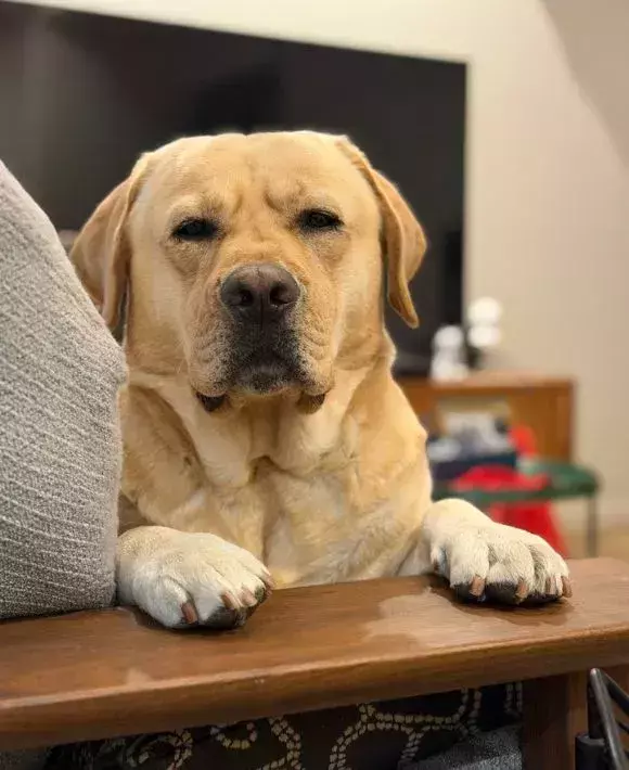 散歩前に化粧を始めた飼い主　気配を感じて振り返ると…？「ものすごい」「豊かすぎる」