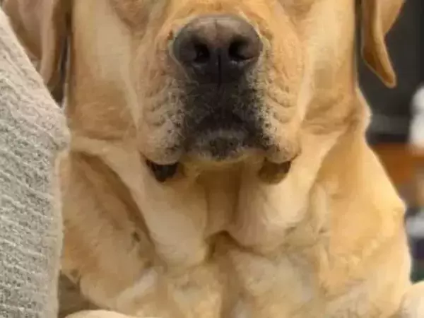 散歩前に化粧を始めた飼い主　気配を感じて振り返ると…？「ものすごい」「豊かすぎる」