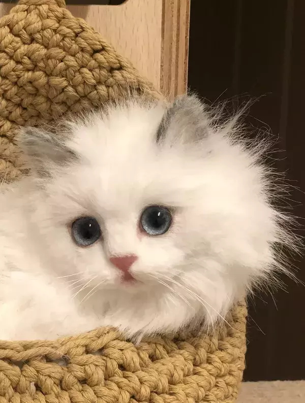 「完全に本物だと思った」「脳がバグる」　とんでもなくリアルな完成形に、驚き…！