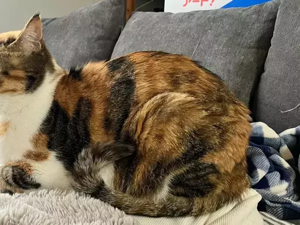 なんの変哲もない猫の写真、と思いきや…　全貌に「声出して笑った」「完全に仕留めにきている」