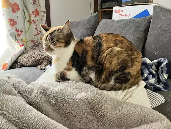 なんの変哲もない猫の写真、と思いきや…　全貌に「声出して笑った」「完全に仕留めにきている」