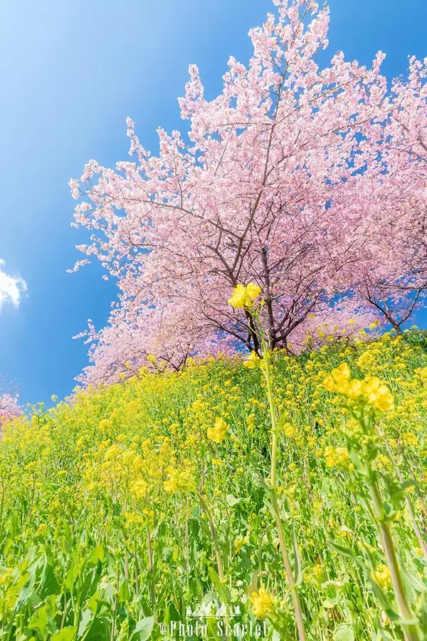 『群馬県が誇る春の三原色』　青空・桜・菜の花が織りなす圧倒的な絶景写真