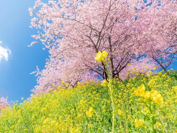 『群馬県が誇る春の三原色』　青空・桜・菜の花が織りなす圧倒的な絶景写真