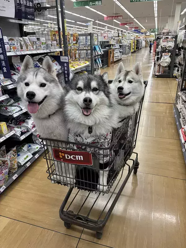 ホームセンターに現れた3匹のハスキー　カートに乗ると…「ケルベロスみたい」「たまらない可愛さ！」