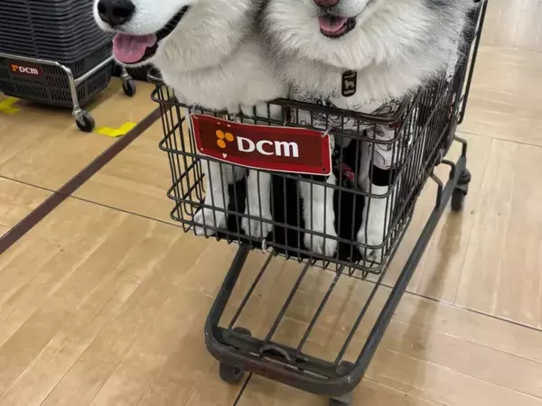 ホームセンターに現れた3匹のハスキー　カートに乗ると…「ケルベロスみたい」「たまらない可愛さ！」