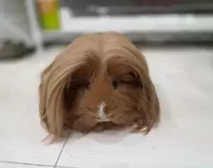 ラグの上の『サラサラヘア』　その正体は…　「どこまで伸びるか気になる」