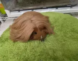 ラグの上の『サラサラヘア』　その正体は…　「どこまで伸びるか気になる」