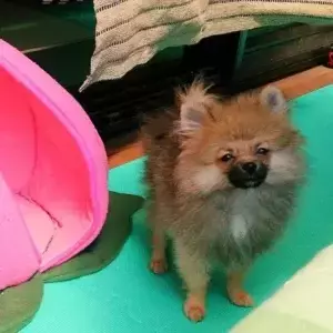 別の顔を貼りつけたようなポメラニアン　89万人が驚いた理由にじわじわくる