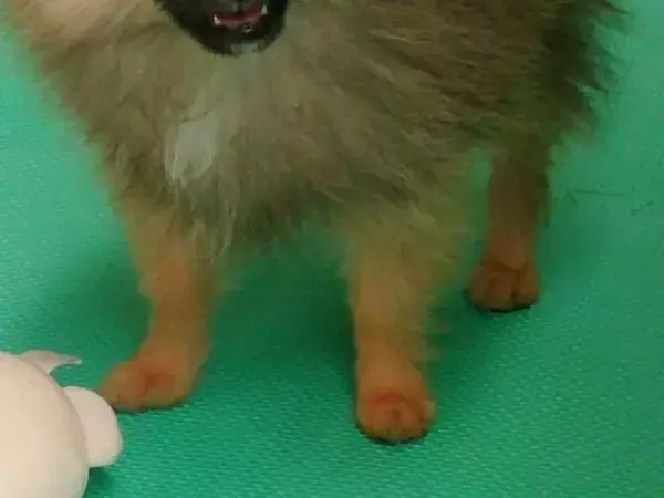 別の顔を貼りつけたようなポメラニアン　89万人が驚いた理由にじわじわくる