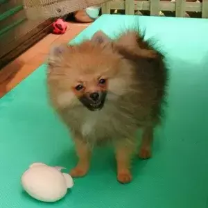 別の顔を貼りつけたようなポメラニアン　89万人が驚いた理由にじわじわくる