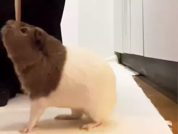 野菜の切れ端をおねだり！　モルモットの鳴き声に「効果音みたい」「火災報知器？」