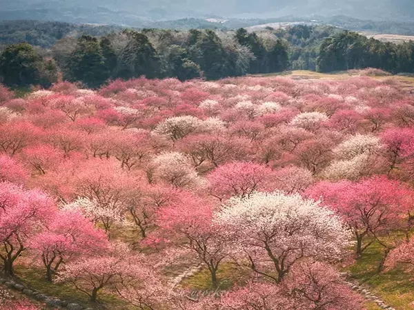 光包まれる『天国みたいな桃源郷』… 梅林の絶景に「神がかってる」