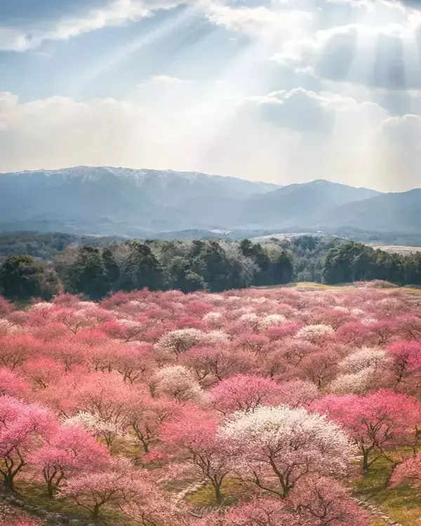 光包まれる『天国みたいな桃源郷』… 梅林の絶景に「神がかってる」