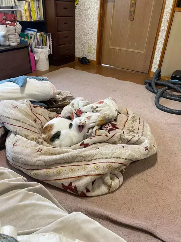 「実家に帰省したのに誰もいない」 留守番中の猫が見せた『大歓迎』な姿が？