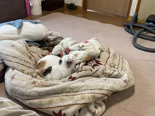 「実家に帰省したのに誰もいない」 留守番中の猫が見せた『大歓迎』な姿が？