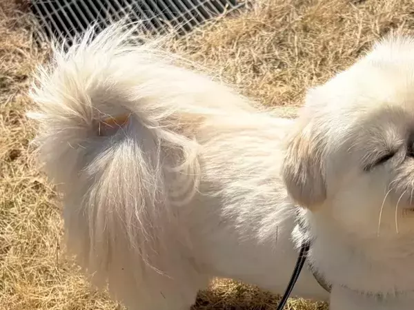 散歩中、芝で立ち止まって…？　犬が見せた姿に「なんというかわいさ」「全身で味わっているね」