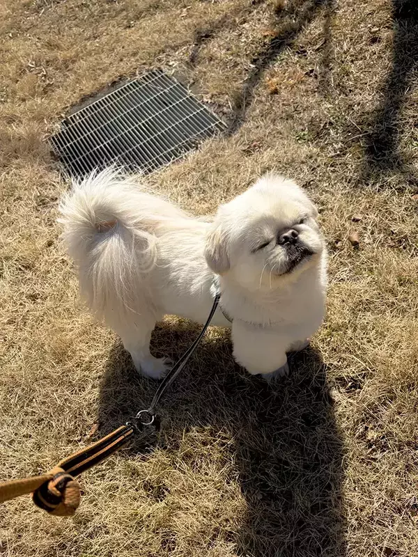 散歩中、芝で立ち止まって…？　犬が見せた姿に「なんというかわいさ」「全身で味わっているね」