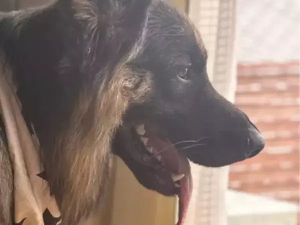 ニコニコで外を眺める犬　体のほうを見ると…「それ合ってる？」「笑っちゃった」