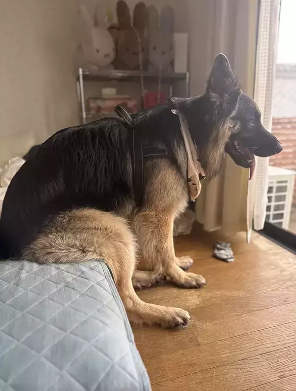 ニコニコで外を眺める犬　体のほうを見ると…「それ合ってる？」「笑っちゃった」