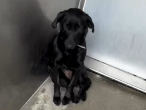 新年早々、愛犬を手放した飼い主　『理由』に非難の声が殺到「二度と犬を飼わないで」