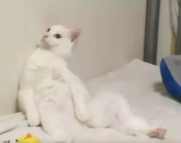 「猫なんてやってられない」　壁際でくつろぐ愛猫の姿が？「中に人いる」「まさにおじさん」