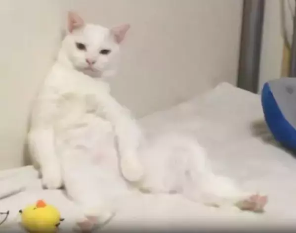 「猫なんてやってられない」　壁際でくつろぐ愛猫の姿が？「中に人いる」「まさにおじさん」