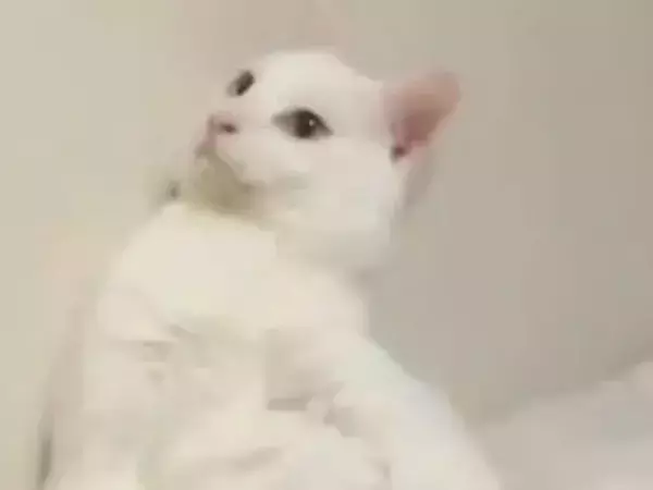 「猫なんてやってられない」　壁際でくつろぐ愛猫の姿が？「中に人いる」「まさにおじさん」