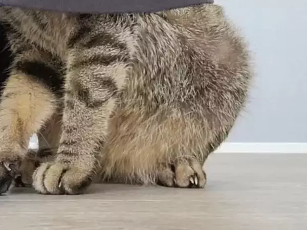 チャイムが鳴り一目散に身を潜めた猫　5万人が笑った隠れ場所がコチラ