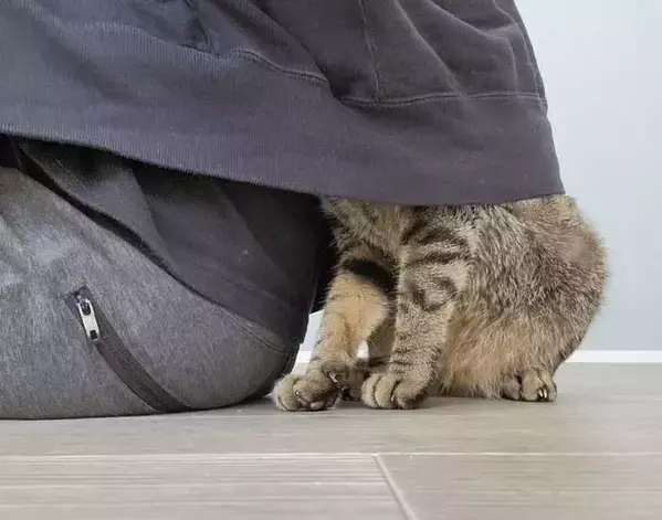 チャイムが鳴り一目散に身を潜めた猫　5万人が笑った隠れ場所がコチラ