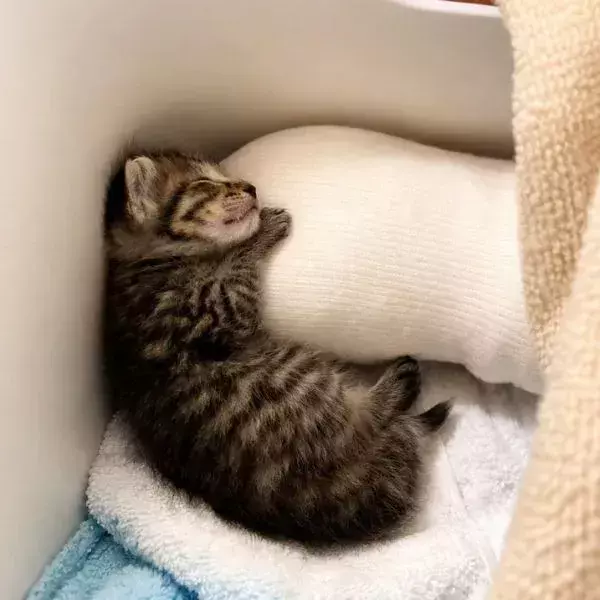 天使のような子猫が数年後に見せた衝撃の姿　別モノ級に変貌した全身に驚愕の声が殺到