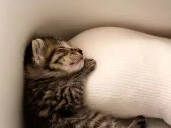 天使のような子猫が数年後に見せた衝撃の姿　別モノ級に変貌した全身に驚愕の声が殺到