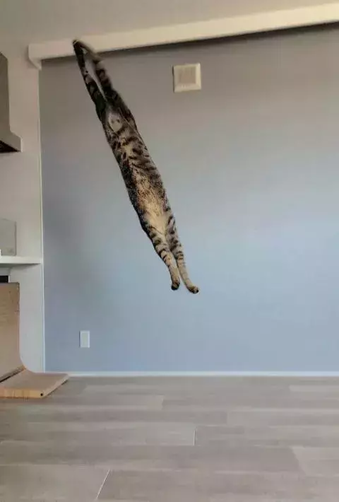 天使のような子猫が数年後に見せた衝撃の姿　別モノ級に変貌した全身に驚愕の声が殺到