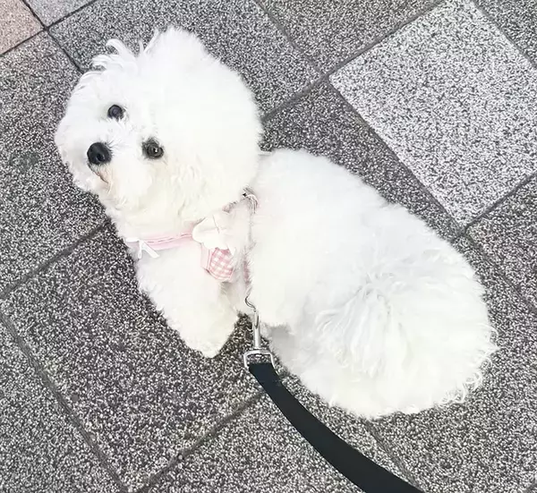 散歩中、すれ違った人に笑われた犬　その理由に「納得しかない」「そりゃ笑うよね」