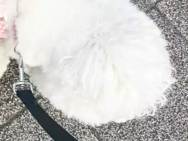 散歩中、すれ違った人に笑われた犬　その理由に「納得しかない」「そりゃ笑うよね」