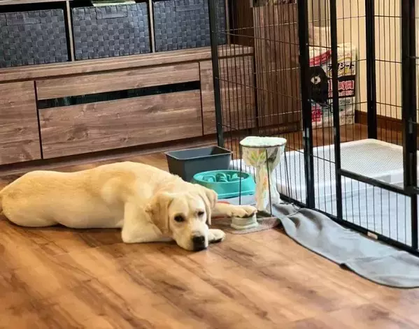 この世の終わりみたいな顔で沈黙する犬　理由に思わずそっちかい！