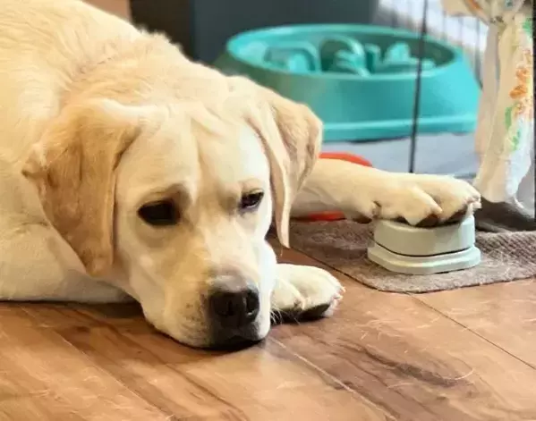 この世の終わりみたいな顔で沈黙する犬　理由に思わずそっちかい！