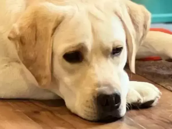 この世の終わりみたいな顔で沈黙する犬　理由に思わずそっちかい！