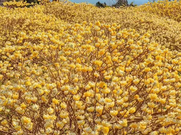 静岡で見つけた『春の絶景』　富士山を背景に咲く『黄色の花』は？「レアなコラボ」「なんて可憐」