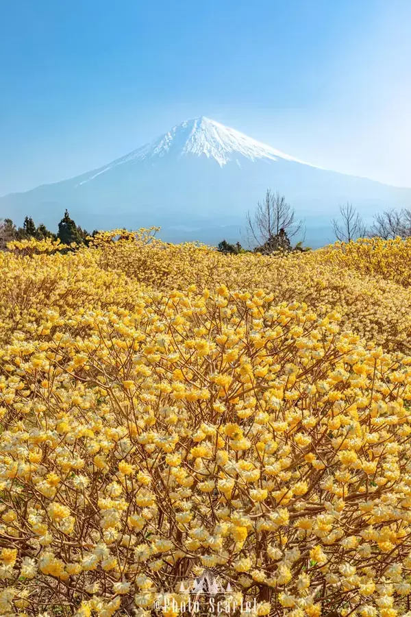静岡で見つけた『春の絶景』　富士山を背景に咲く『黄色の花』は？「レアなコラボ」「なんて可憐」