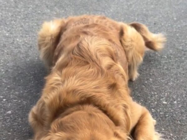 伏せたまま動かない、ゴールデンレトリバー　理由に「ゴールデンらしい」「犬って最高だ！」