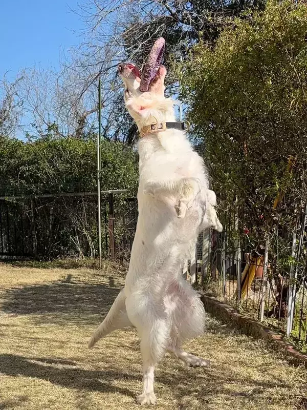 「早く投げて」おもちゃを待つ姿が？　ビジュアルに「指がパーになってる」「ファルコンにしか見えない」