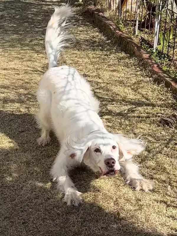 「早く投げて」おもちゃを待つ姿が？　ビジュアルに「指がパーになってる」「ファルコンにしか見えない」