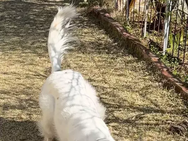 「早く投げて」おもちゃを待つ姿が？　ビジュアルに「指がパーになってる」「ファルコンにしか見えない」