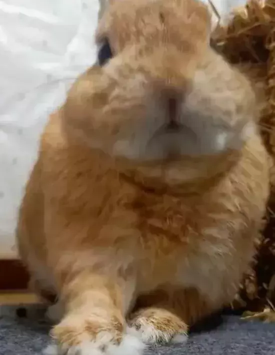 「たまらない！」　モフモフから『モチモチ』に変身したウサギがコチラ