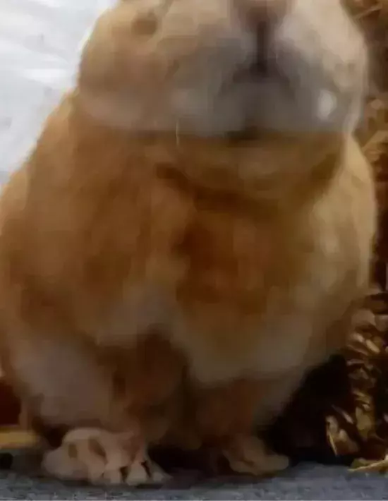 「たまらない！」　モフモフから『モチモチ』に変身したウサギがコチラ