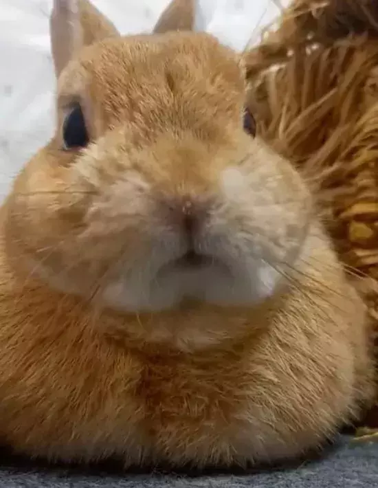 「たまらない！」　モフモフから『モチモチ』に変身したウサギがコチラ