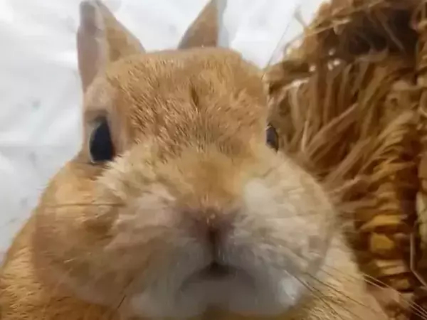 「たまらない！」　モフモフから『モチモチ』に変身したウサギがコチラ