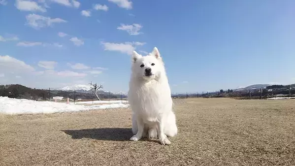 ドッグランで記念写真　1秒後の展開に「コントようなオチ」「陽キャの学生かな？」