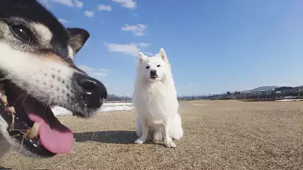 ドッグランで記念写真　1秒後の展開に「コントようなオチ」「陽キャの学生かな？」